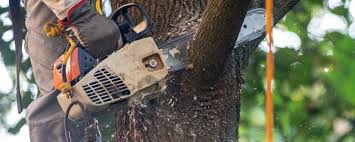 Trusted Ida Grove, IA Tree Care Services Experts