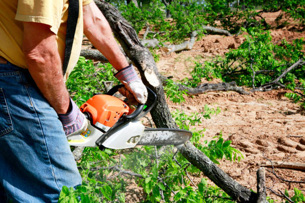 How Our Tree Care Process Works  in  Ida Grove, IA